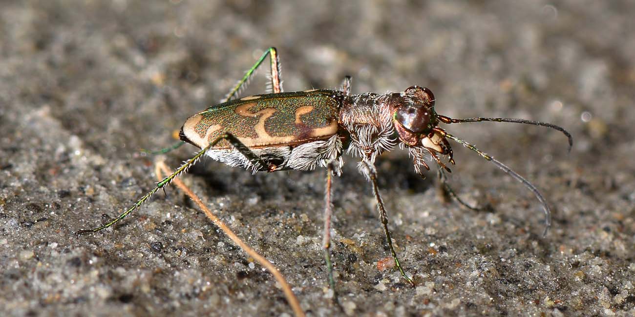 Cylindera arenaria!!!